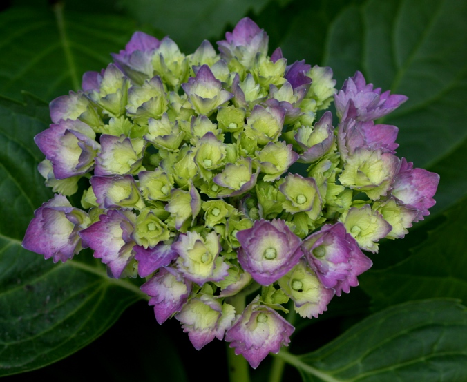 hydrangea